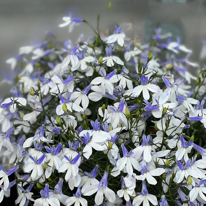 Lobelia Dark Blue 1 Gal