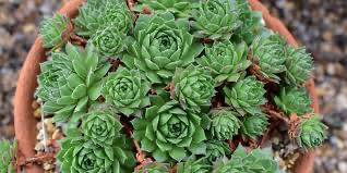 Hens & Chicks, 3.25"
