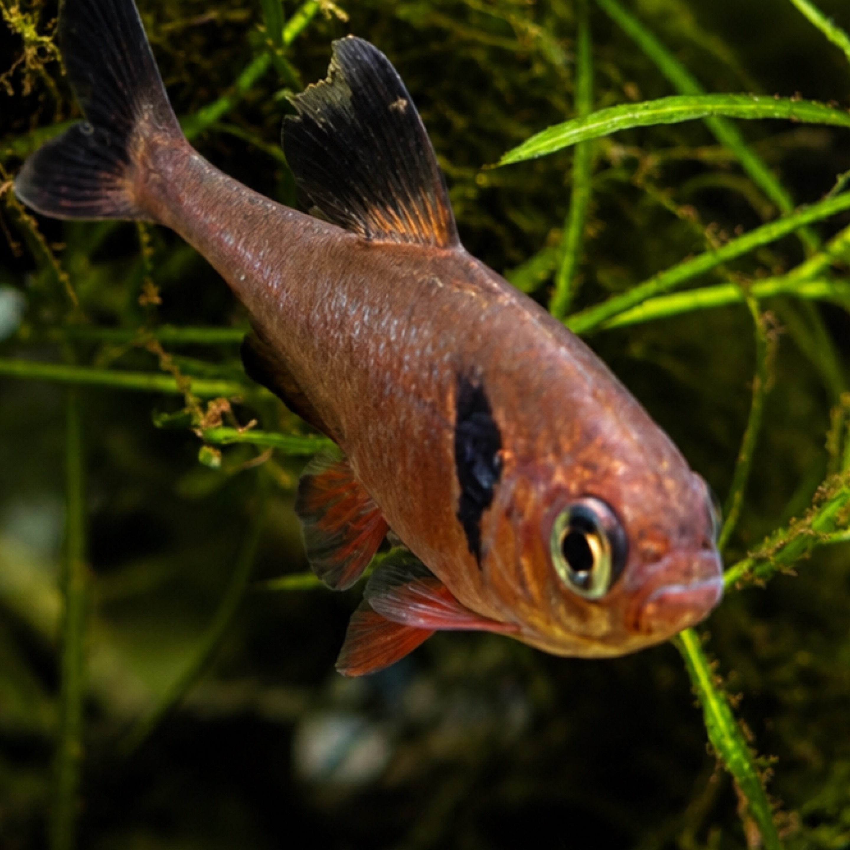 Red Phantom Tetra
