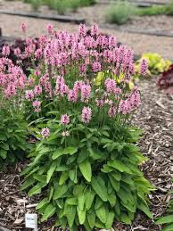 Summer Crush Lamb's Ear (Stachys), 1 gallon