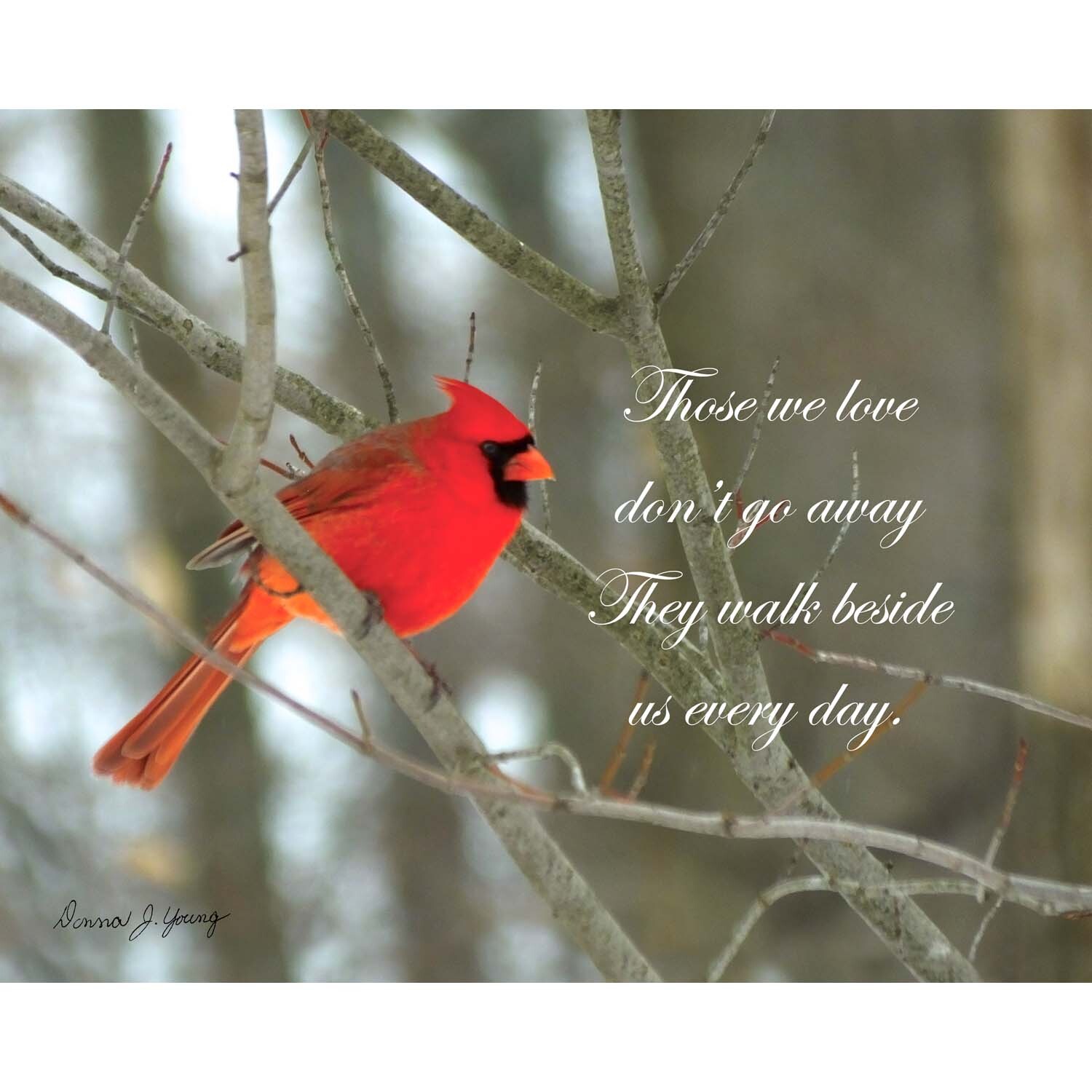 Those We Love (cardinal)