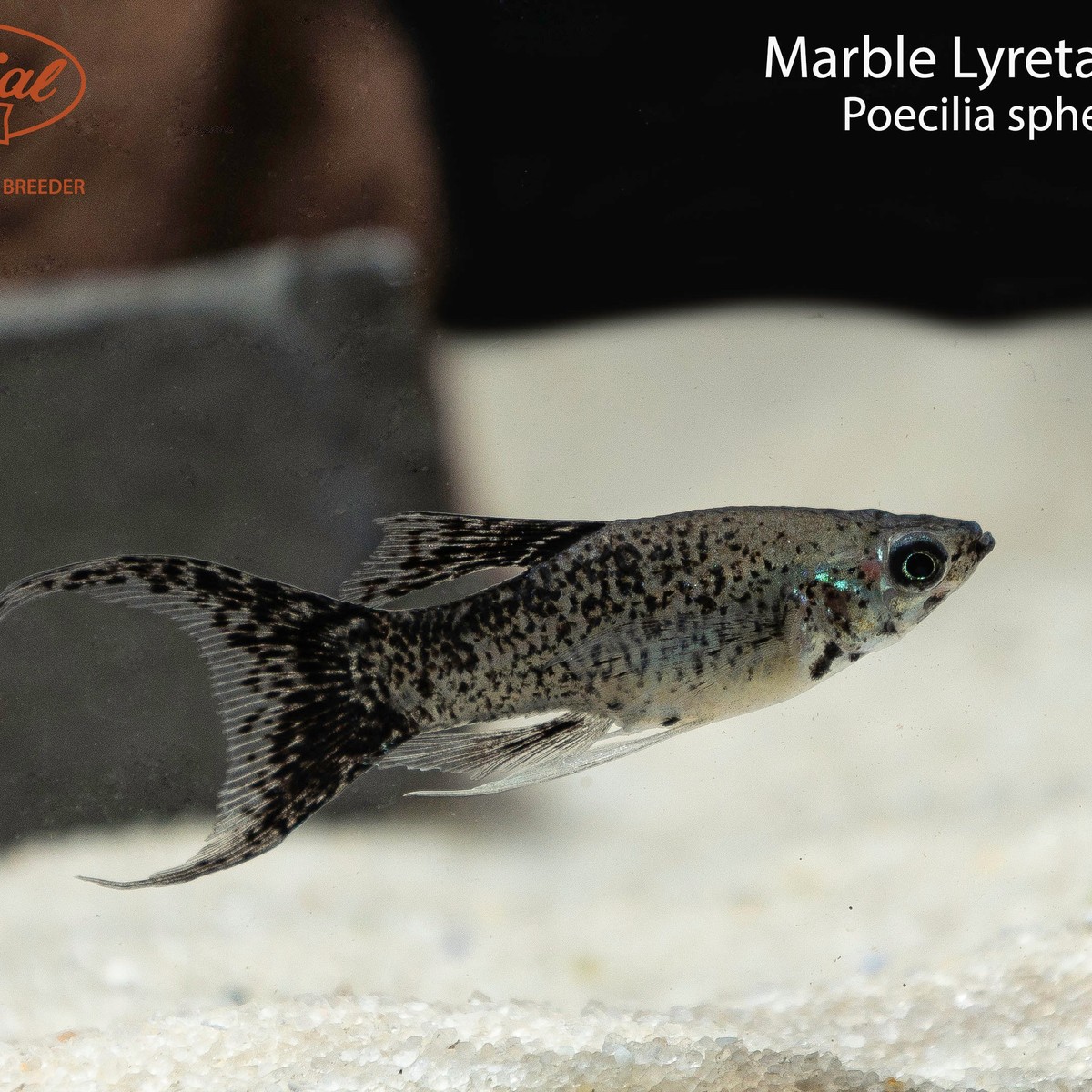 Marble Lyretail Molly
