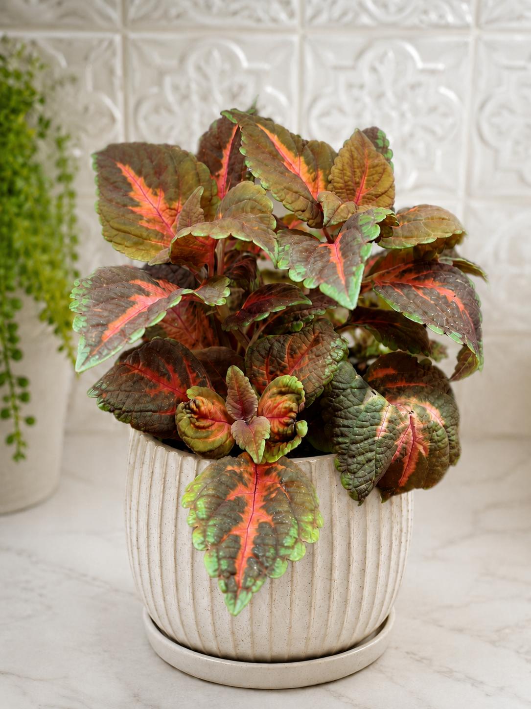 Sunset Boulevard Coleus - 2x Mini Plug Plants - Rare Coleus