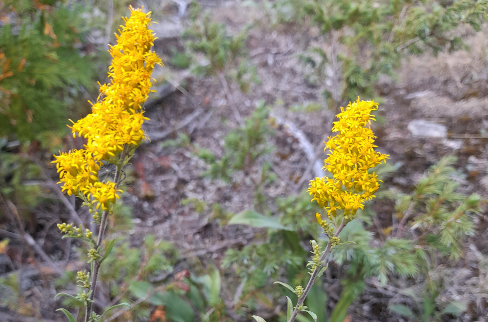 Grey Goldenrod