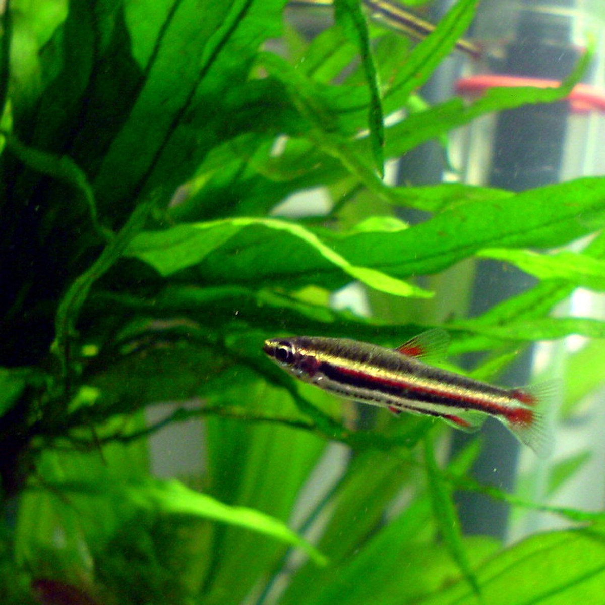 Green lined Pencilfish