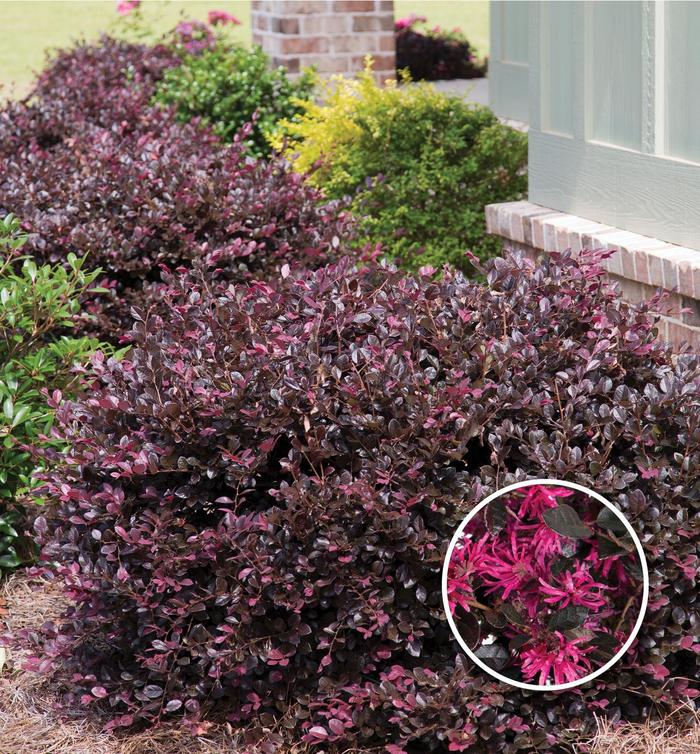 Loropetalum Purple Pixie 3 Gal