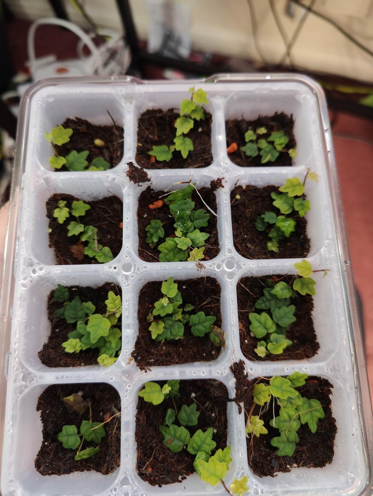 Oak Leaved Creeping Fig - Mini Plug Plant - 1x - Terrarium Plants