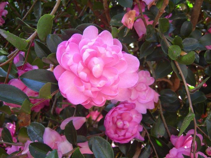 Camellia Yuletide 15 Gal