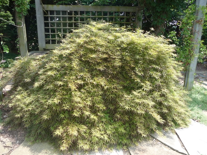 Red Maple Shantung Fire Dragon 30 Gal