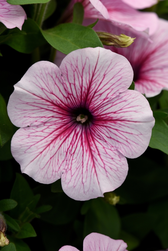 Petunia Headliner Light Pink Sky 12" HB