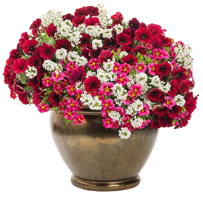 Million Bells Superbells Coral Sun PW Quart