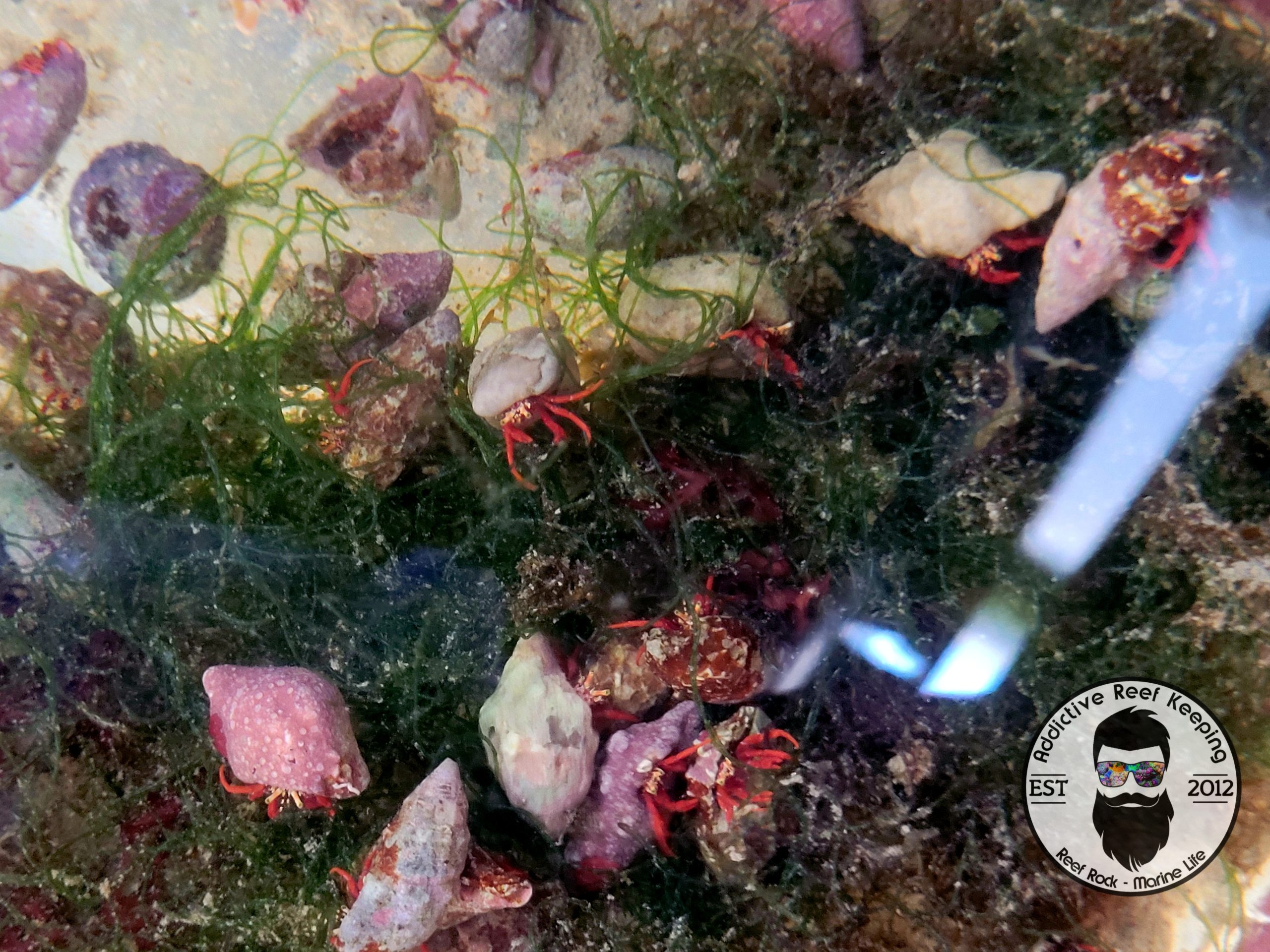 5 Pack Scarlet Reef Hermit Crab (Paguristes cadenati)