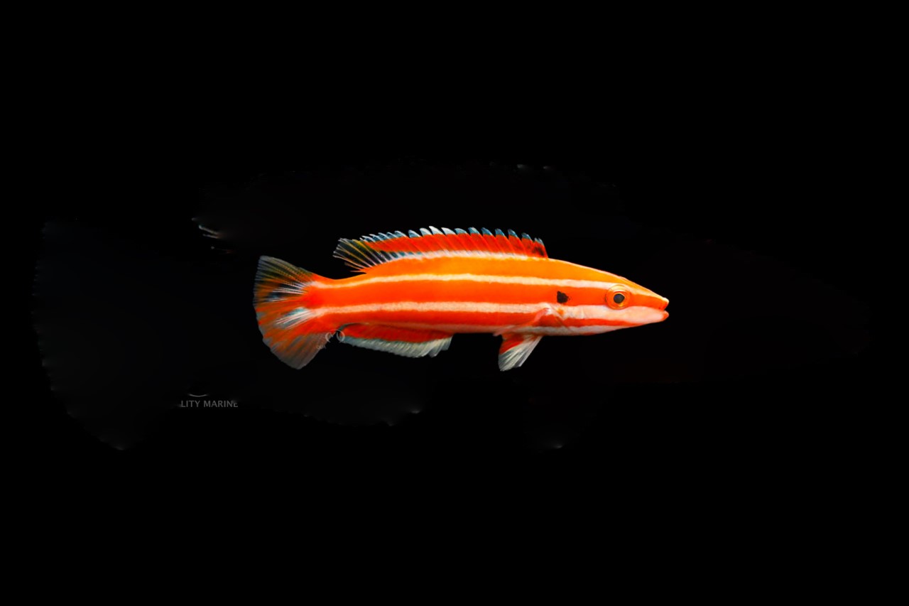 Candy Cane Hogfish (rare)