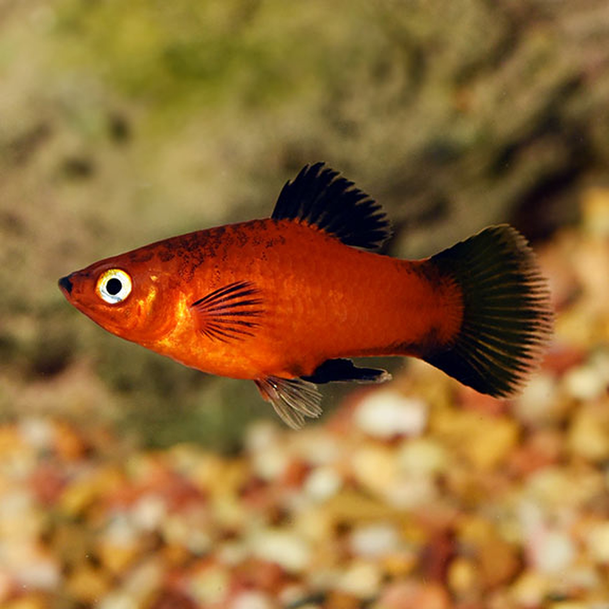 Red Wag Platy (photo 2 of 2)