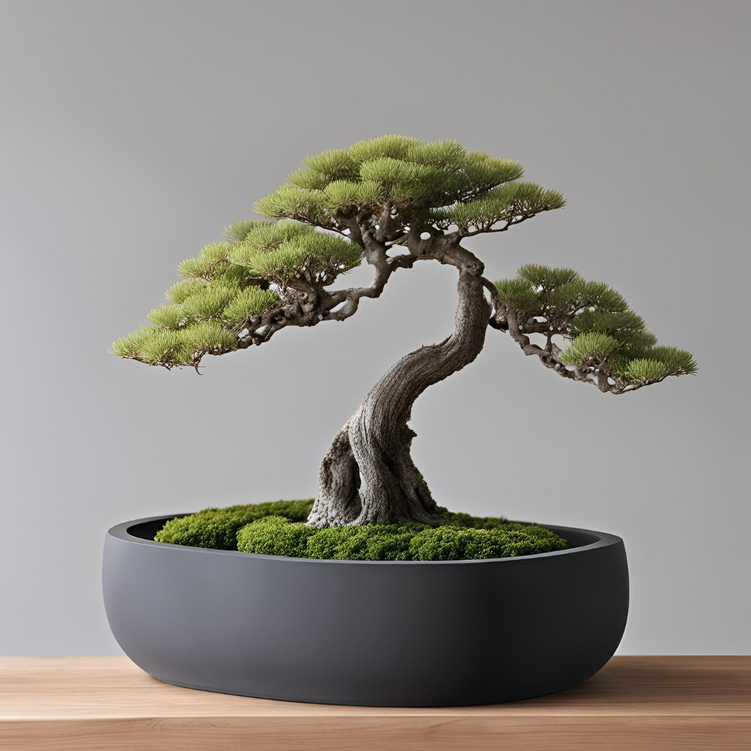 Bonsia Pot