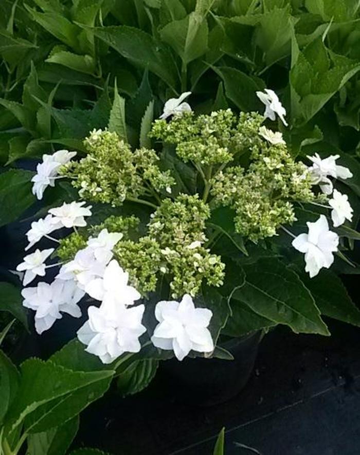 Hydrangea Merritts Supreme Pink 1 Gal