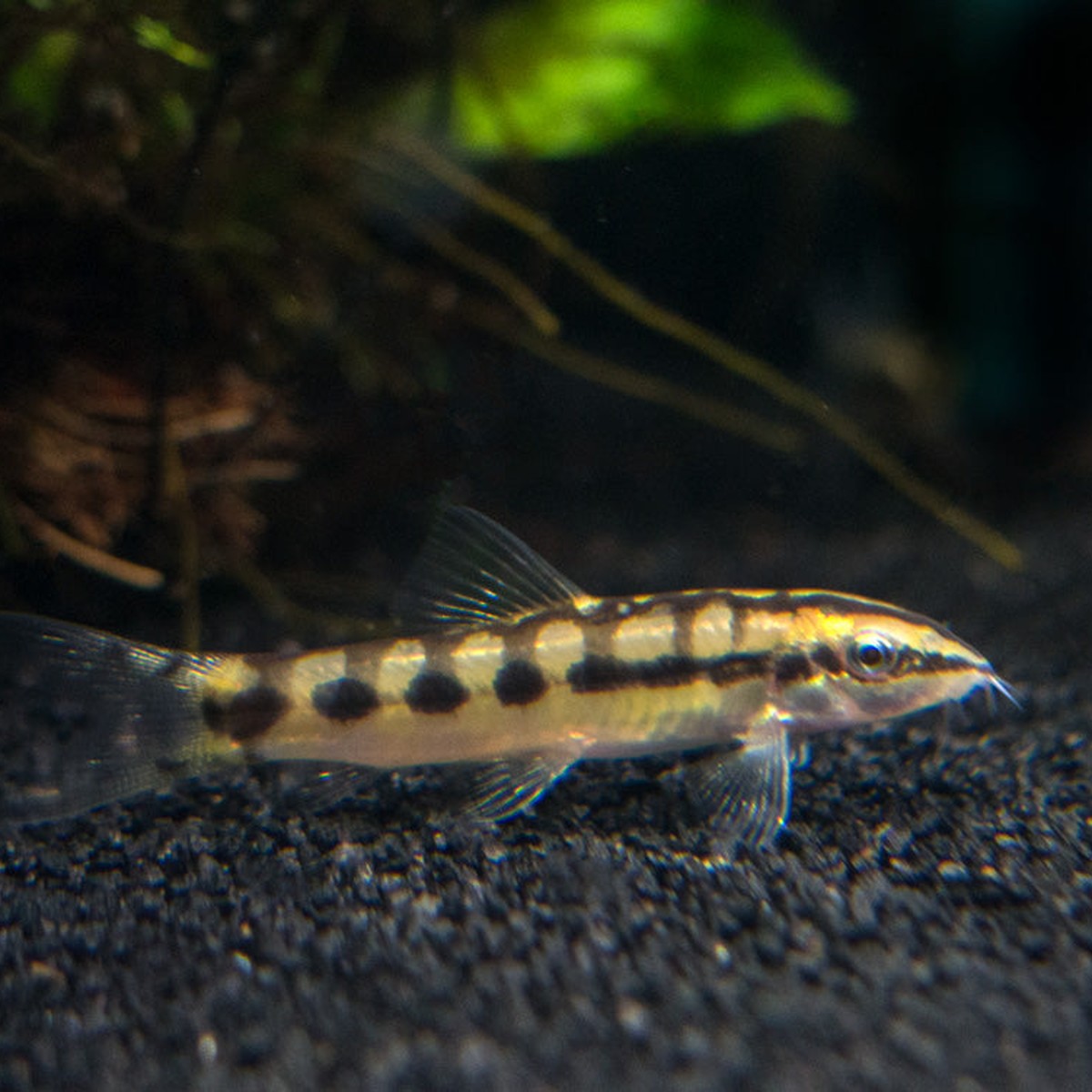 Dwarf Chain Loach
