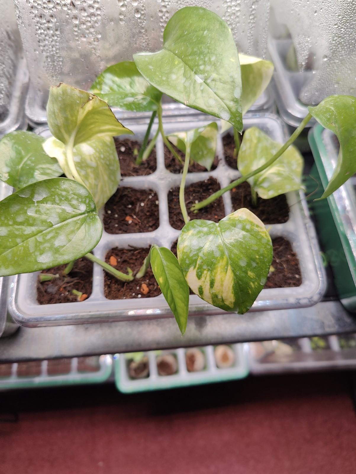 Pothos - Golden Devils Ivy - Mini Plug Plants - 2x - Perfect For Terrariums