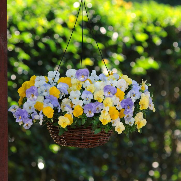 Pansy Cool Wave Raspberry Swirl Quart