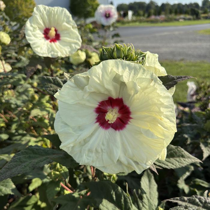 Hardy Hibiscus Summerific Garnet Globe 3 Gal PW