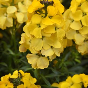 Wallflower Brightside Brt Yellow 6"