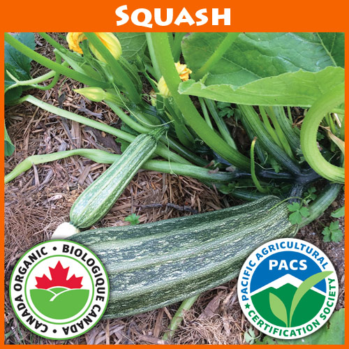 Zucchini Costata Romanesco