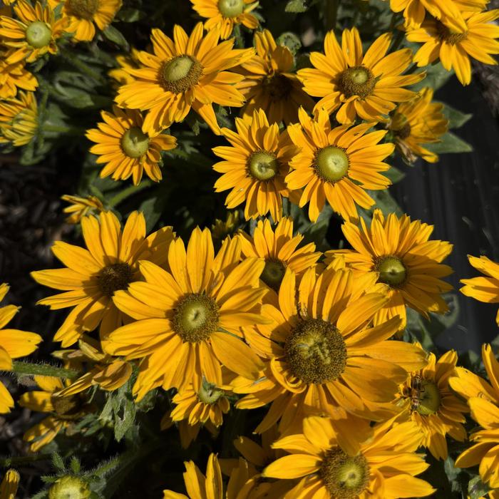 Black Eyed Susan Caramel 1 Gal