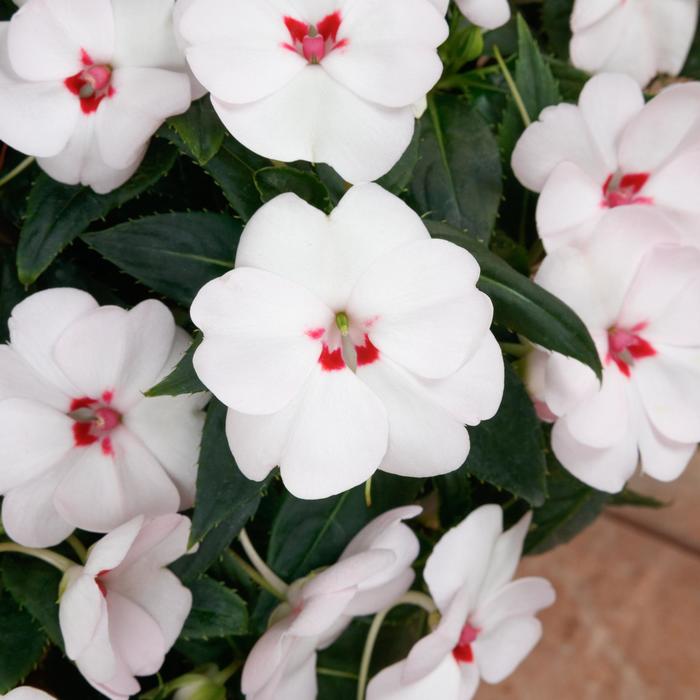 Sunpatiens Sunpatio Blush Pink Quart