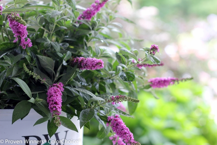 Butterfly Bush Purple Haze 3 Gal