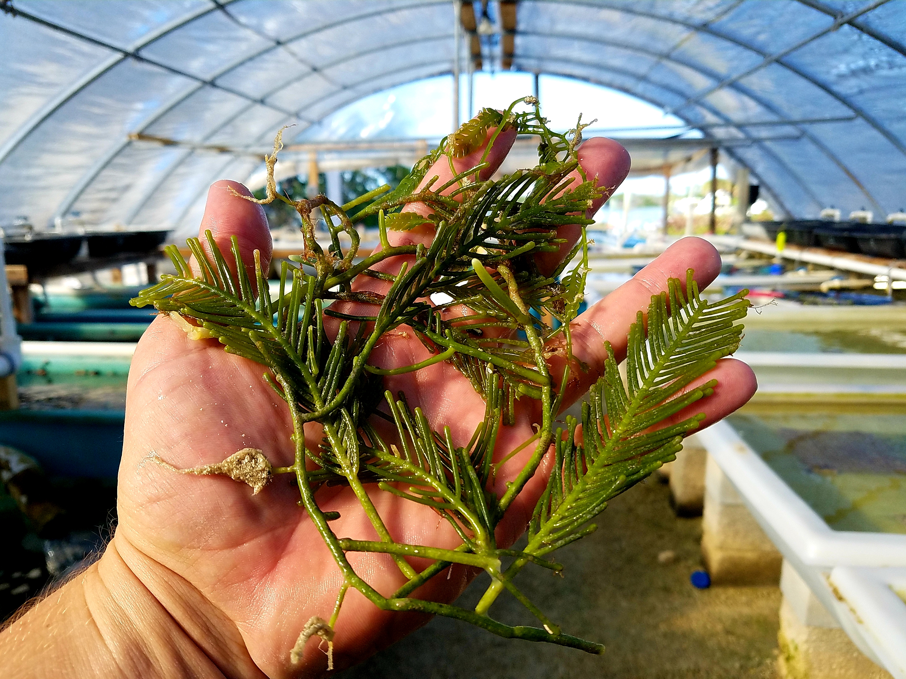 1 CUP Fern Mexican Caulerpa Algae Feather Plant Macro