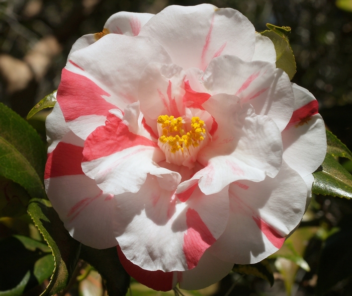 Camellia Laura Walker 15 Gal