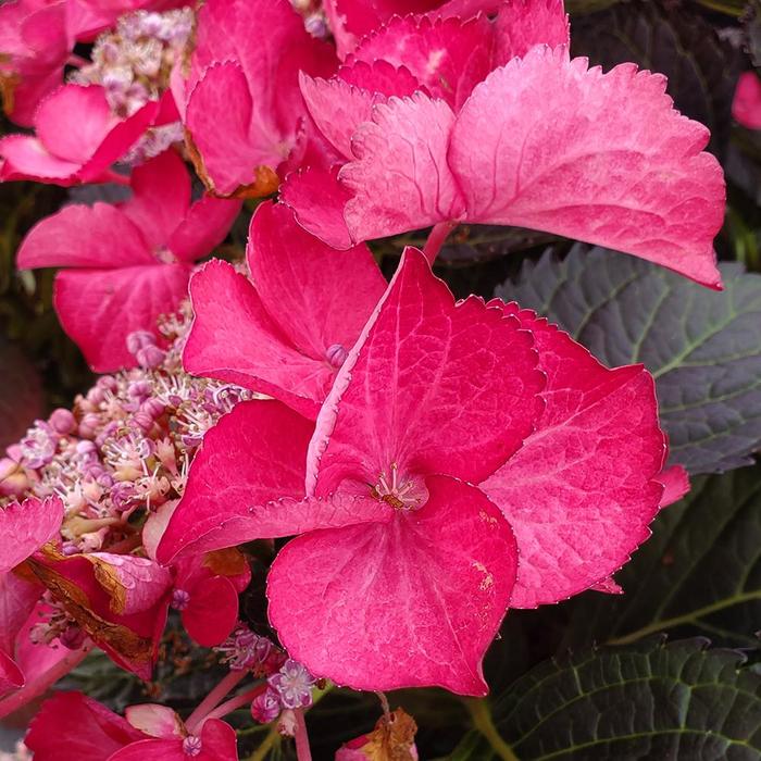 Hydrangea Wee Bit Grumpy 2 Gal