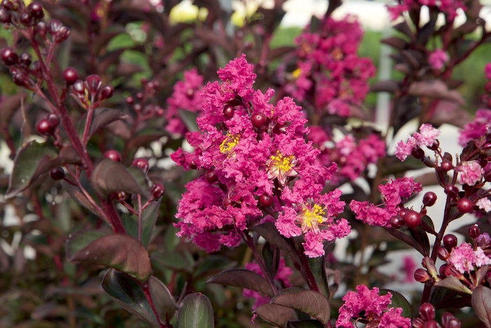 Crape Myrtle Delta Jazz 5 Gal