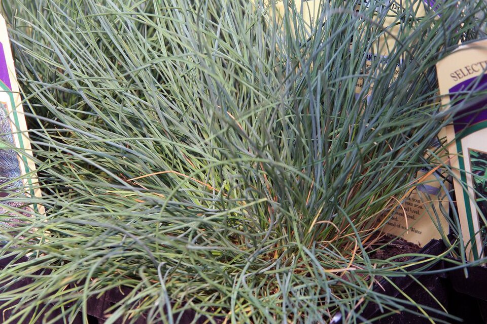 Festuca glauca 'Elijah Blue' (Blue Fescue)