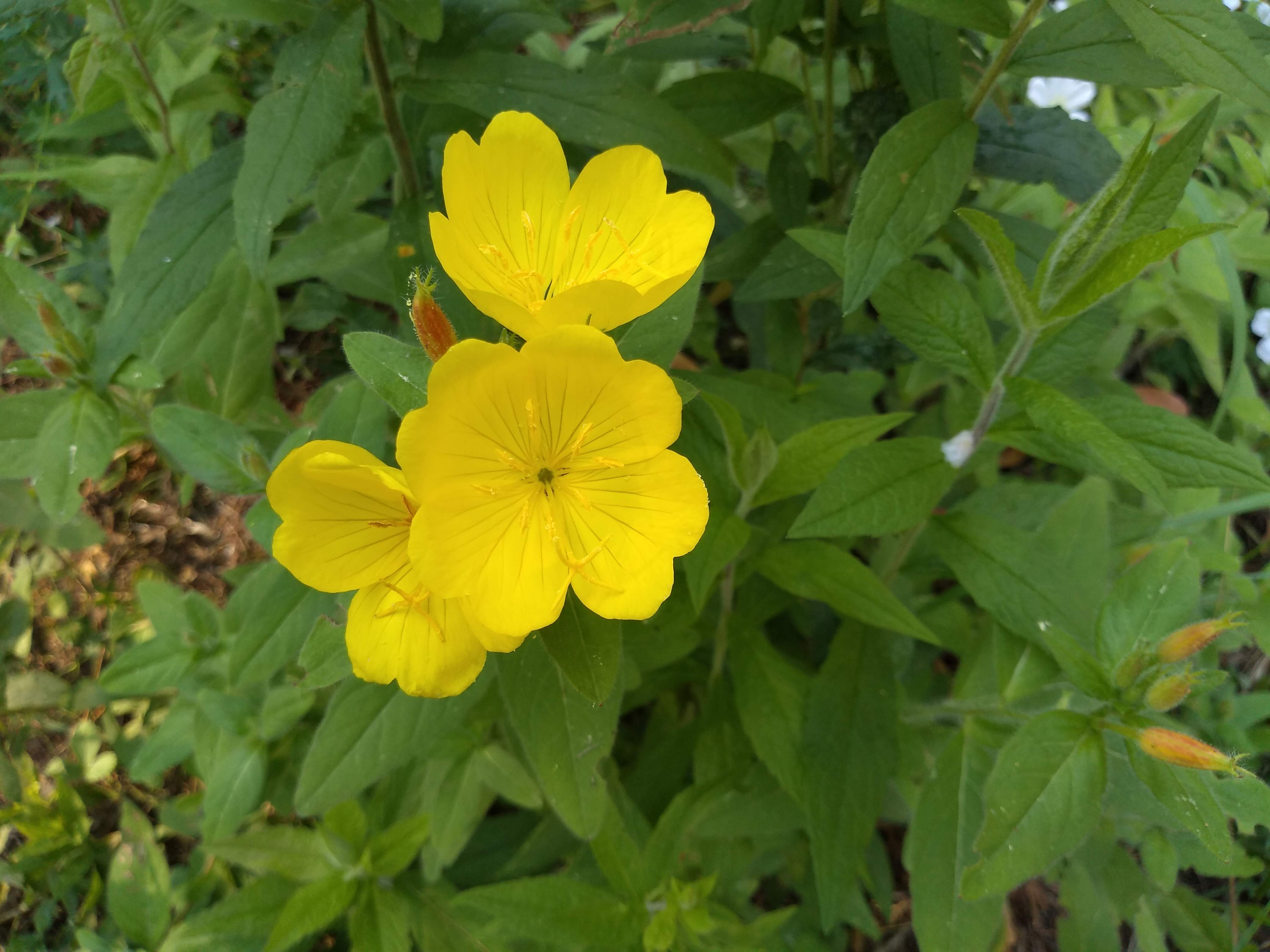 Meadow Sundrops