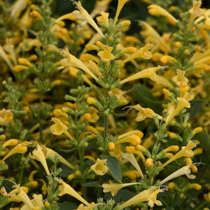 Agastache Summerlong Coral 1 Gal