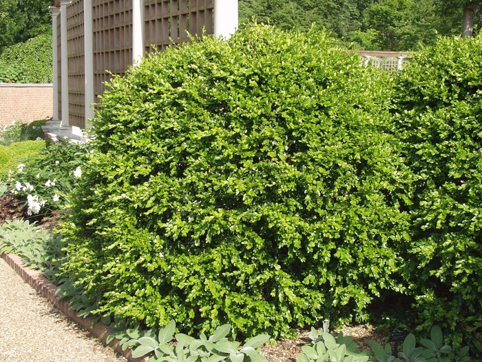 Boxwood Winter Gem 2 Gal