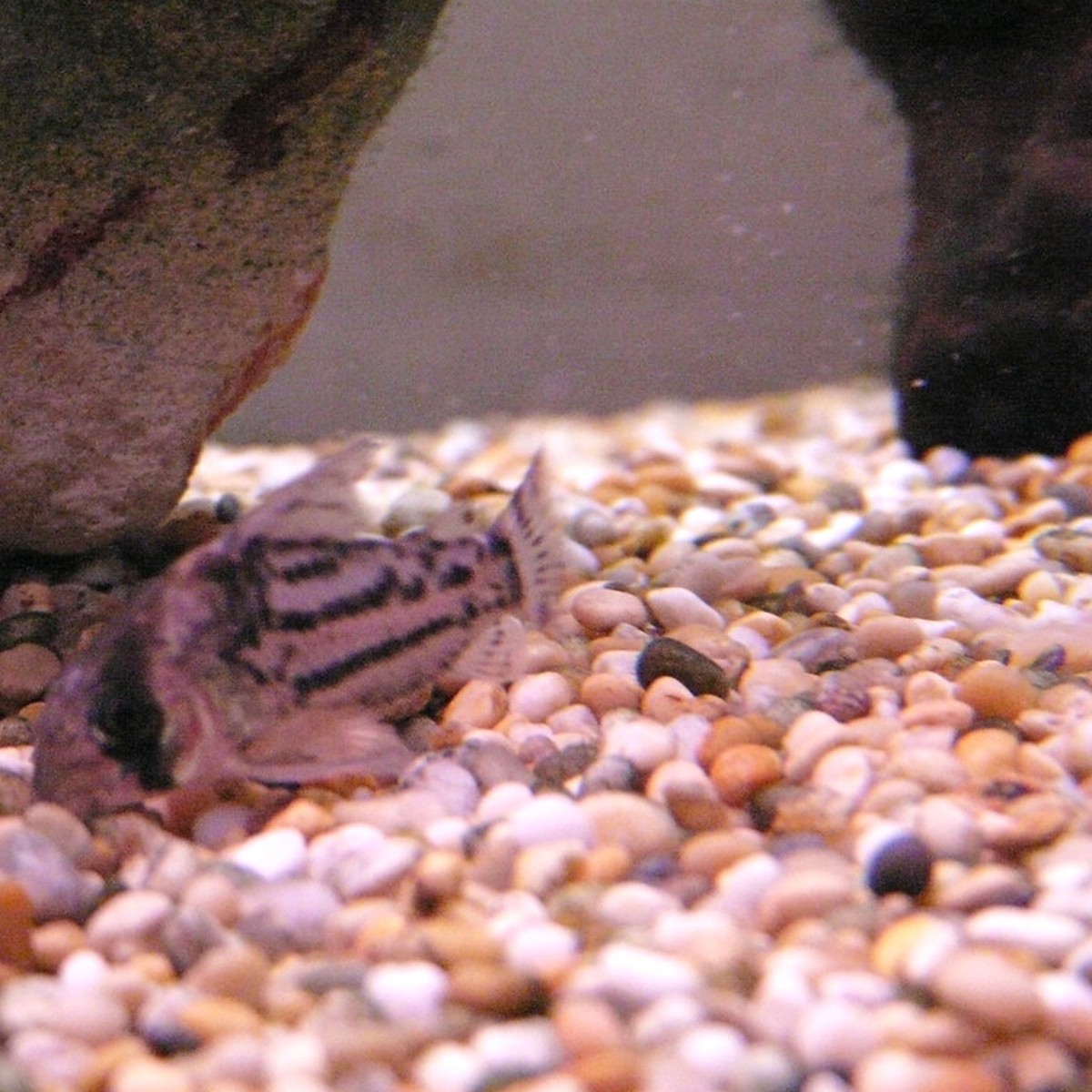 Smudge pot Cory
