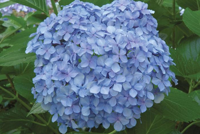 Hydrangea Bloomstruck 7 Gal