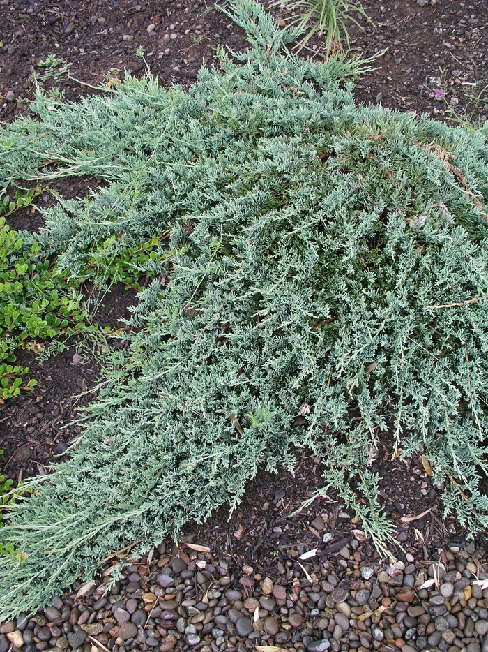 Juniper Youngstown 5 Gal