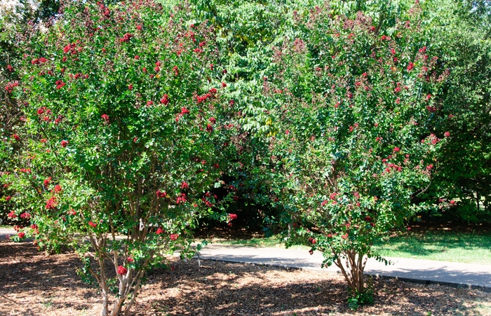Crape Myrtle Velma's Royal Delight 7 Gal