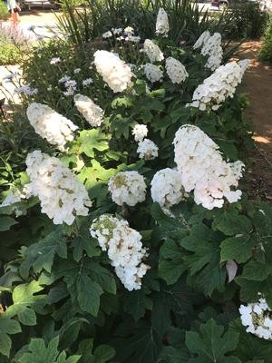 Alice N'Wonderland Dwarf Oakleaf Hydrangea, 3 gallon
