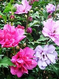 Fireworks Double Rose of Sharon (Althea) (Hibiscus), 5 gallon
