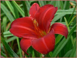 Mallard Daylily (Hemerocallis), 1 gallon