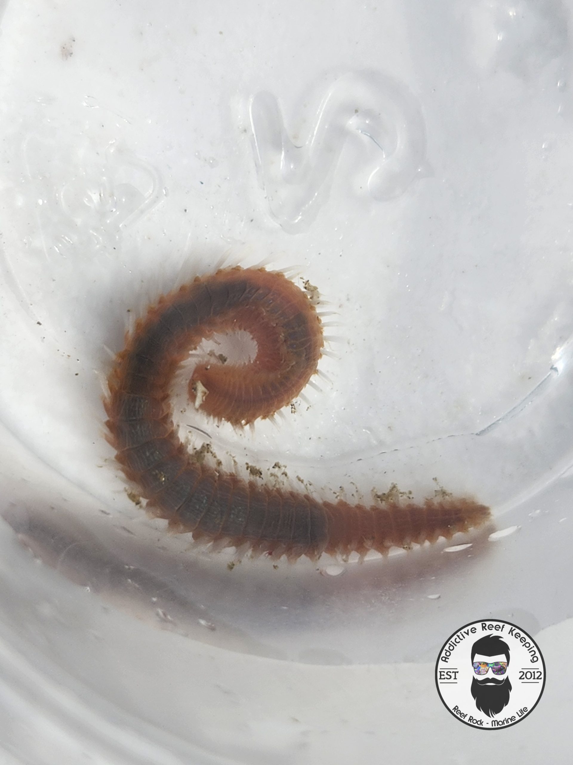Bristleworm 50 Pack Marine Worm
