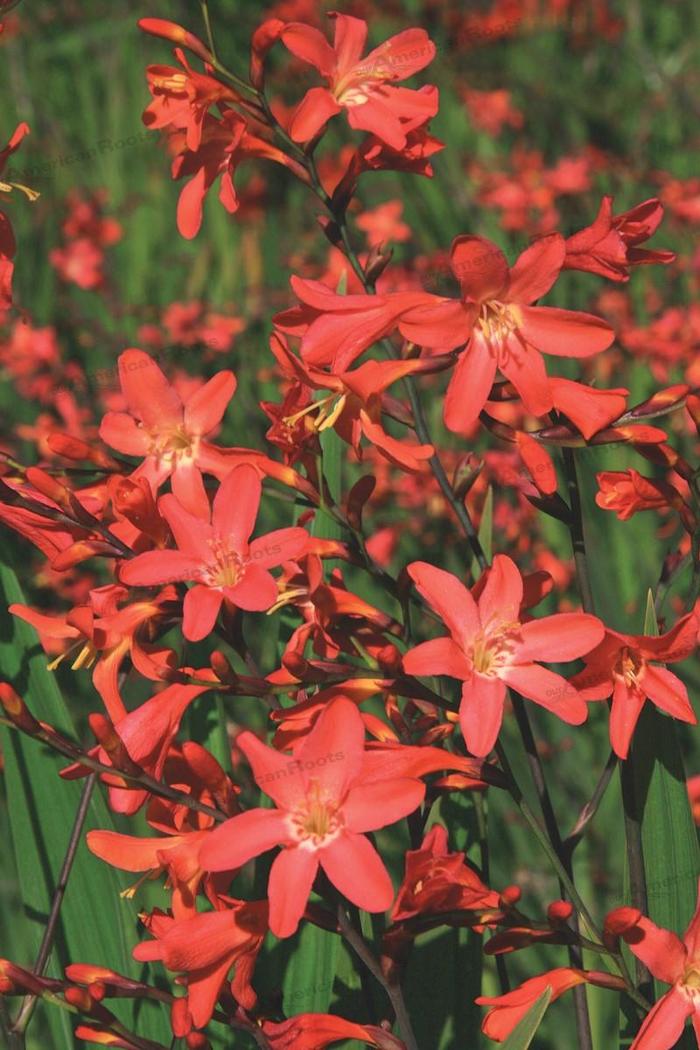 Crocosmia Lucifer 10"