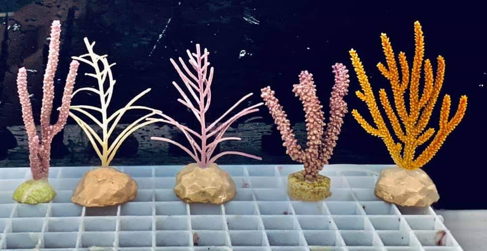 5 Pack Gorgonians Saltwater Marine ECO-FRIENDLY Gorgs