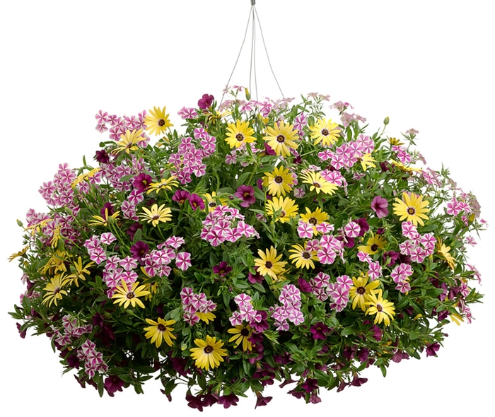 Butterfly Bush Miss Violet 3 Gal