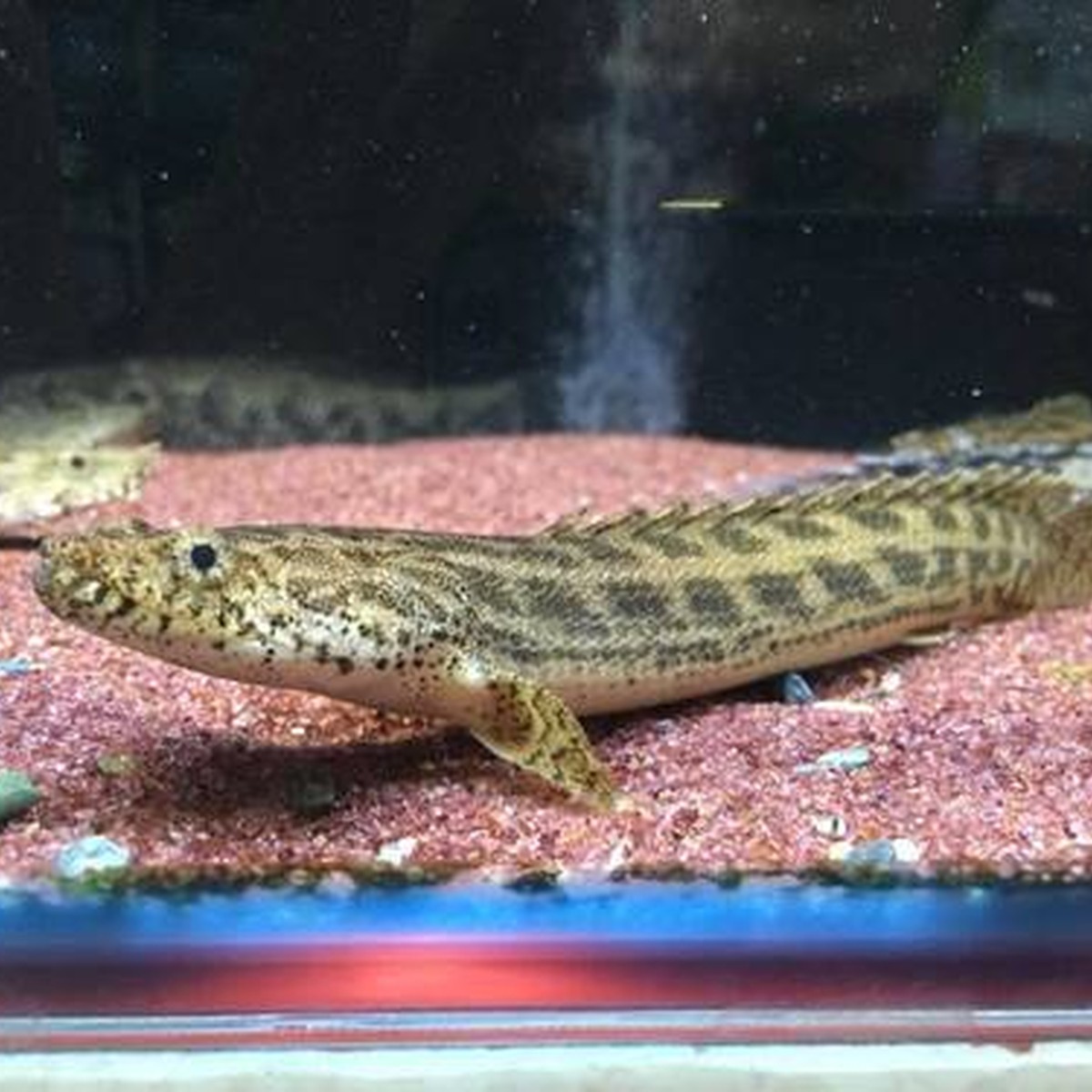 Guinean Bichir