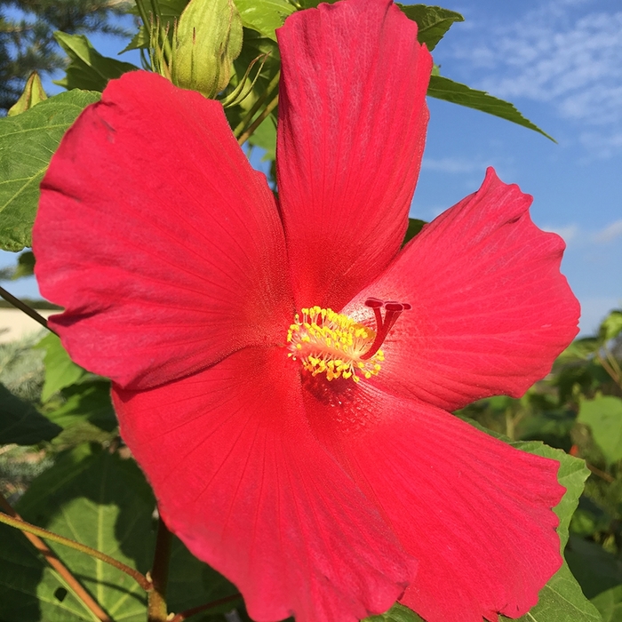 Hardy Hibiscus Big Hit Pink 3 Gal